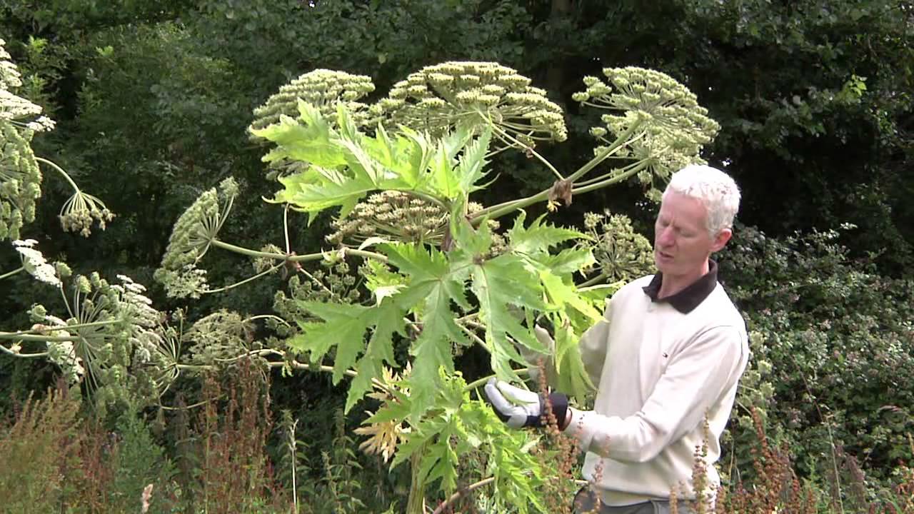 Video Identification Of Giant Hogweed Youtube